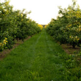 Orchard or garden of apple trees in the summer with blue sky and white clouds. Orchard or garden of apple trees in the summer with blue sky and white clouds