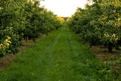 Orchard or garden of apple trees in the summer with blue sky and white clouds. Orchard or garden of apple trees in the summer with blue sky and white clouds