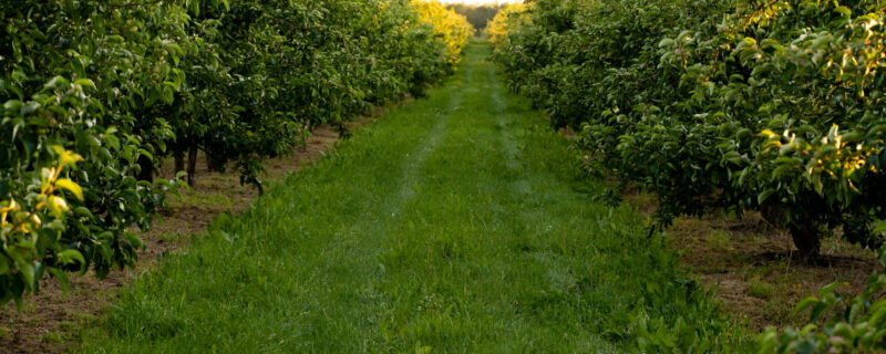 Orchard or garden of apple trees in the summer with blue sky and white clouds. Orchard or garden of apple trees in the summer with blue sky and white clouds