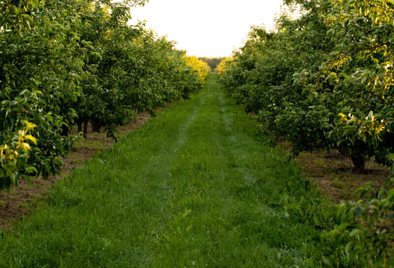Orchard or garden of apple trees in the summer with blue sky and white clouds
